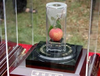 [ẢNH] Những loại quả đơn giản nhưng có giá đắt đỏ bậc nhất thế giới