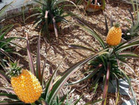 [ẢNH] Những loại quả đơn giản nhưng có giá đắt đỏ bậc nhất thế giới