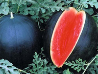 [ẢNH] Những loại quả đơn giản nhưng có giá đắt đỏ bậc nhất thế giới