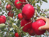 [ẢNH] Những loại quả đơn giản nhưng có giá đắt đỏ bậc nhất thế giới