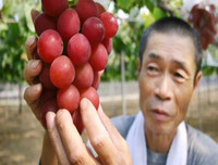 [ẢNH] Những loại quả đơn giản nhưng có giá đắt đỏ bậc nhất thế giới