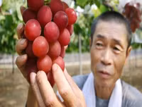 [ẢNH] Những loại quả đơn giản nhưng có giá đắt đỏ bậc nhất thế giới