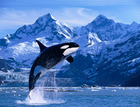 [ẢNH] Top 4 loài động vật hung tợn và tham lam nhất hành tinh