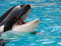 [ẢNH] Top 4 loài động vật hung tợn và tham lam nhất hành tinh