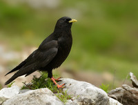 [ẢNH] Những loài chim bay cao không tưởng khiến con người phải kinh ngạc