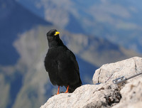 [ẢNH] Những loài chim bay cao không tưởng khiến con người phải kinh ngạc