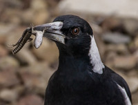 [ẢNH] Cận cảnh những loài chim nguy hiểm nhất thế giới