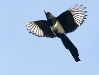 [ẢNH] Cận cảnh những loài chim nguy hiểm nhất thế giới