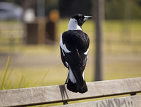 [ẢNH] Cận cảnh những loài chim nguy hiểm nhất thế giới