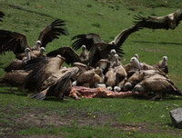 [ẢNH] Rợn người trước những nghi lễ đáng sợ trên thế giới