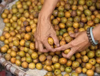 [ẢNH] Những thức quà thu Hà Nội hấp dẫn đắm say lòng người