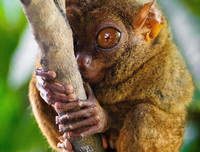 [ẢNH] Top 8 loài động vật sở hữu ngoại hình đáng yêu trên thế giới