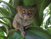 [ẢNH] Top 8 loài động vật sở hữu ngoại hình đáng yêu trên thế giới