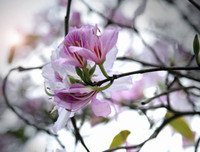 [ẢNH] Vẻ quyến rũ đến say đắm lòng người của hoa ban giữa lòng Thủ đô