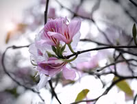 [ẢNH] Vẻ quyến rũ đến say đắm lòng người của hoa ban giữa lòng Thủ đô