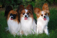 Những giống chó đáng yêu hiền lành nhất có thể làm bạn tốt trong gia đình