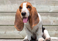 Những giống chó đáng yêu hiền lành nhất có thể làm bạn tốt trong gia đình