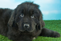 Những giống chó đáng yêu hiền lành nhất có thể làm bạn tốt trong gia đình