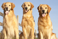 Những giống chó đáng yêu hiền lành nhất có thể làm bạn tốt trong gia đình