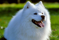 Những giống chó đáng yêu hiền lành nhất có thể làm bạn tốt trong gia đình