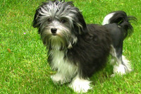 Những giống chó đáng yêu hiền lành nhất có thể làm bạn tốt trong gia đình