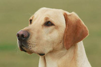 Những giống chó đáng yêu hiền lành nhất có thể làm bạn tốt trong gia đình