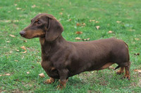 Những giống chó đáng yêu hiền lành nhất có thể làm bạn tốt trong gia đình