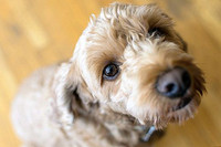 Những giống chó đáng yêu hiền lành nhất có thể làm bạn tốt trong gia đình