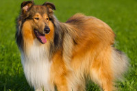 Những giống chó đáng yêu hiền lành nhất có thể làm bạn tốt trong gia đình