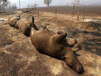 Kinh sợ trước sức tàn phá của 