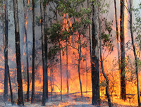 Kinh sợ trước sức tàn phá của 