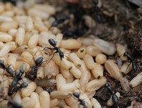 [ẢNH] Độc đáo những món ăn chế biến từ trứng côn trùng