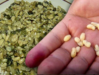 [ẢNH] Độc đáo những món ăn chế biến từ trứng côn trùng