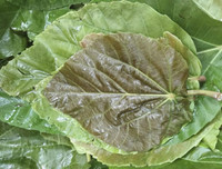 [ẢNH] Độc đáo những món ăn chế biến từ trứng côn trùng