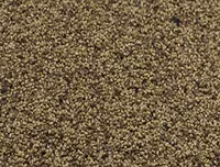 [ẢNH] Độc đáo những món ăn chế biến từ trứng côn trùng
