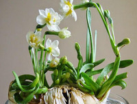 [ẢNH] Cảnh giác với những loài hoa, cây cảnh cực đẹp nhưng cũng cực độc trong dịp Tết