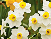 [ẢNH] Cảnh giác với những loài hoa, cây cảnh cực đẹp nhưng cũng cực độc trong dịp Tết