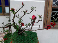 [ẢNH] Cận cảnh loại đào đắt đỏ bậc nhất dịp Tết khiến đại gia 