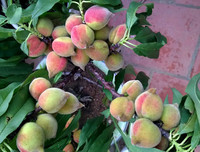 [ẢNH] Cận cảnh loại đào đắt đỏ bậc nhất dịp Tết khiến đại gia 