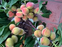 [ẢNH] Cận cảnh loại đào đắt đỏ bậc nhất dịp Tết khiến đại gia 