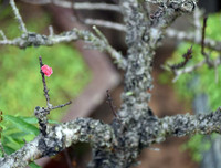 [ẢNH] Cận cảnh loại đào đắt đỏ bậc nhất dịp Tết khiến đại gia 