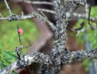 [ẢNH] Cận cảnh loại đào đắt đỏ bậc nhất dịp Tết khiến đại gia 