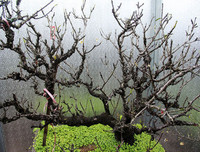 [ẢNH] Cận cảnh loại đào đắt đỏ bậc nhất dịp Tết khiến đại gia 