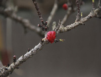 [ẢNH] Cận cảnh loại đào đắt đỏ bậc nhất dịp Tết khiến đại gia 