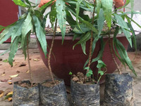 [ẢNH] Cận cảnh loại đào đắt đỏ bậc nhất dịp Tết khiến đại gia 