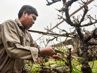 [ẢNH] Cận cảnh loại đào đắt đỏ bậc nhất dịp Tết khiến đại gia 