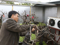 [ẢNH] Cận cảnh loại đào đắt đỏ bậc nhất dịp Tết khiến đại gia 