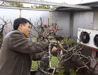 [ẢNH] Cận cảnh loại đào đắt đỏ bậc nhất dịp Tết khiến đại gia 