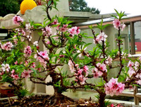 [ẢNH] Cận cảnh loại đào đắt đỏ bậc nhất dịp Tết khiến đại gia 