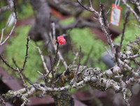 [ẢNH] Cận cảnh loại đào đắt đỏ bậc nhất dịp Tết khiến đại gia 